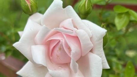 Bilde/illustrasjon for Minnegudsteneste Minnegudsteneste