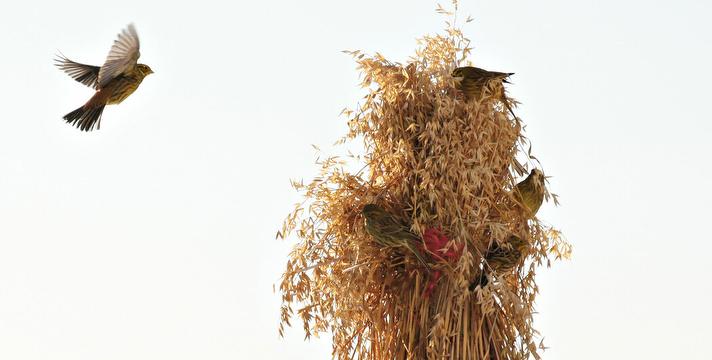 Bilde/illustrasjon for Hjartdal Gammeltekniske Forening kan i år tilby spikkeband til det norske folk! Hjartdal Gammeltekniske Forening kan i år tilby spikkeband til det norske folk!